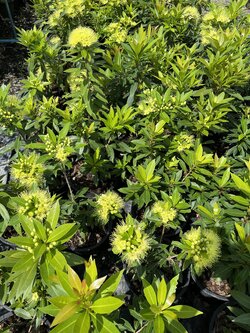 ต้นรักแรกพบ (Golden Penda) รักแรกพบเหลือง ไม้มงคล ไม้พุ่มขนาดใหญ่ กระถาง 11 นิ้ว