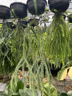 เฟิร์นสาย Huperzia