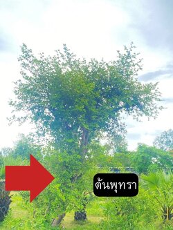 ต้นพุทรา Ziziphus mauritiana Lam