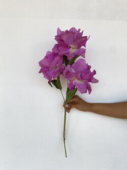 ดอกกุหลาบสีม่วง Purple Rose