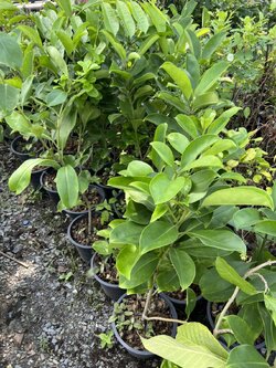 แก้วมุกดา Pua Keni Keni