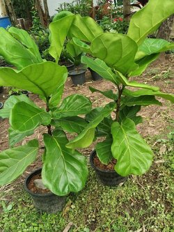 ไทรใบสัก Fiddle-leaf fig