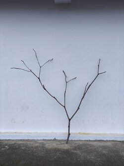 🌿 กิ่งไม้แห้งจริง Tree branch (เบอร์ 8)