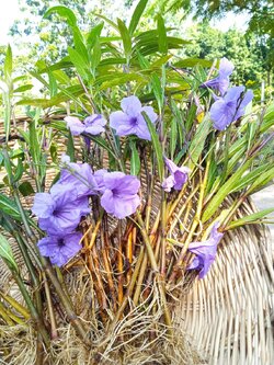 กิ่งต้อยติ่งฝรั่ง ( แบบมีราก ) Ruellia