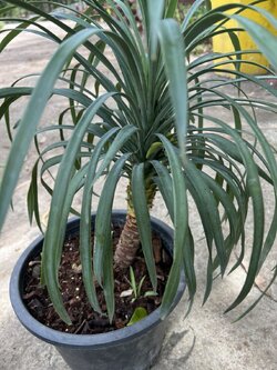 อะเกรฟ (อากาเว่ Agave Bracteosa)