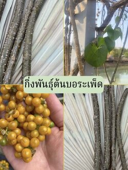 กิ่งพันธุ์ต้นบอระเพ็ด Tinospora cordifolia