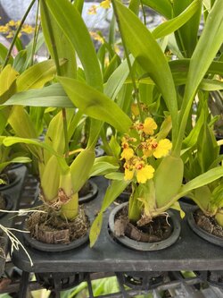 กล้วยไม้ออนซิเดียม นางระบำ ตุ๊กตาเต้นรำ Oncidium Orchid