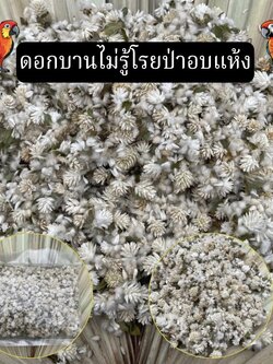 ดอกบานไม่รู้โรยอบแห้ง Globe Amaranth