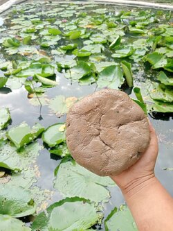 ดินเหนียว ดินปลูกบัว