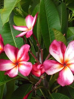 ต้นลีลาวดี แคนดี้พิงค์ ต้นลั่นทม Plumeria ไม้ดอกยืนต้น