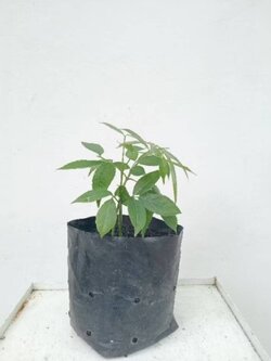 ต้นกล้ามะกอกป่า มะกอกป่า Hog plum