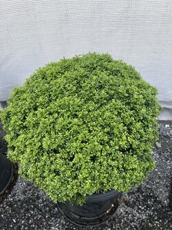 แก้วมงคล Orange Jasmine