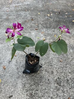 ชงโค Purple Orchid Tree