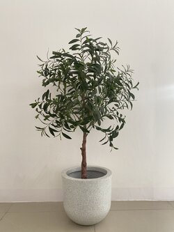 ต้นมะกอกโอลีฟ ปลอม Olives