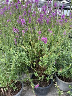 แองเจิ้ลไต้หวัน Purple Loosestrife