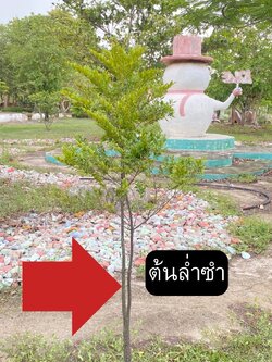 ต้นล่ำซำ Diospyros buxifolia (Blume) Hiern