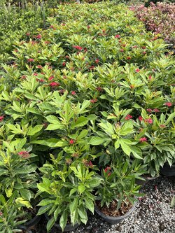 เข็มปัตตาเวีย Jatropha integerrima