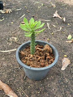 พญานาคราช The Monadenium