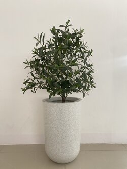 ต้นมะกอกโอลีฟ ปลอม Olives