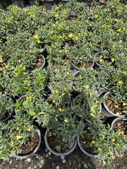 ชบาโคมThe Flowering Maple Plant