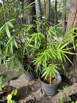 ไผ่น้ำเต้า Buddha's Belly Bamboo