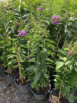 ยี่เข่งม่วง Crape myrtle