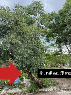 ต้นเหลืองปรีดียาธร Tabebuia argentea Britton