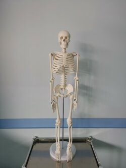 โมเดลโครงกระดูกมนุษย์ ขนาด 85 ซ.ม.