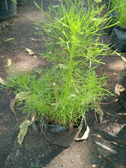 โกฐจุฬา Dog fennel ผักชีลาว