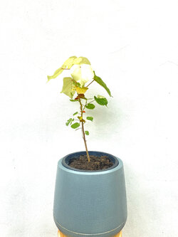 ต้นโพธิ์เจ็ดสี Bodhi Tree ไม้มงคล ไม้ด่าง ไม้ประดับ