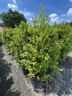 ไทรเกาหลี banyan tree