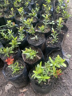 ต้นเข็ม West Indian Jasmine