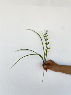 ต้นใบแซม