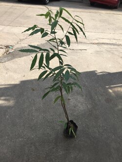 ไคร้หอม Sauropus thorelii