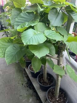 ไทรเจ้าสัว