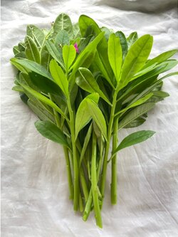 ผักโสมไทย เก็บใบสด Java ginseng