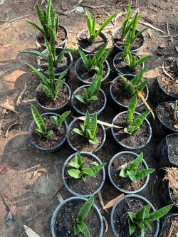 ลิ้นมังกร snake plant