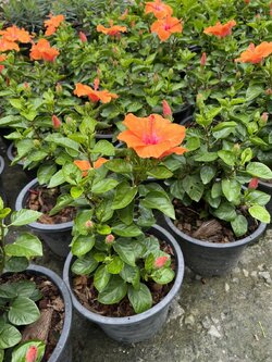 ชบา Hibiscus ไม้พุ่ม กระถาง 11 นิ้ว ชบาดอกส้ม