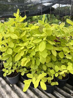 ชะแมบทอง Golden horse Bush ทองนพเก้า