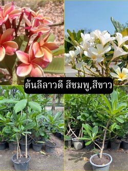 ต้นลีลาวดีชมพูเข้ม / ขาว Frangipani
