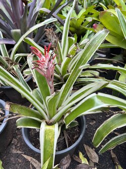 สับปะรดสี bromeliad