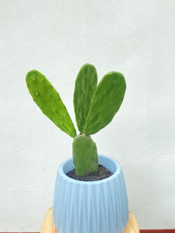 กระบองเพชรใบเสมา กระบองเพชรมิคกี้เมาส์ Opuntia โอพันเทีย