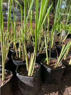 ตะไคร้ ตะไคร้แกง Lemon grass