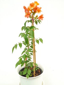 มธุรดา Chinese trumpet creeper รุ่งอรุณ