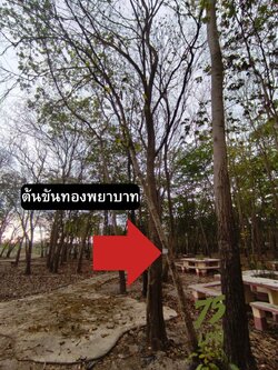 ต้นขันทองพยาบาท Suregada multiflora (A.Juss) Baill