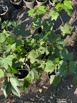 ต้นผงชูรส คะน้าเม็กซิโก ผักไชยา Chaya Spinach