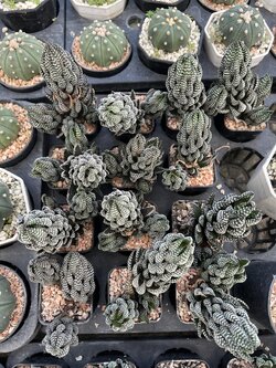 กระบองเพชรม้าลาย Zebra plant