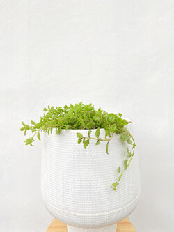 เดฟ Dischidia ไม้เลื้อย