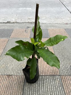 ดาราราย Paper Gardenia