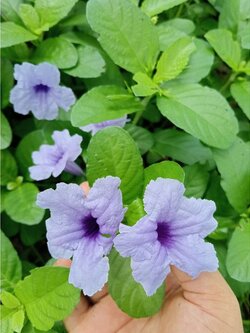 ต้นต้อยติ่ง (เป๊าะเป๊าะ) (ต้นละ 2 บาท)